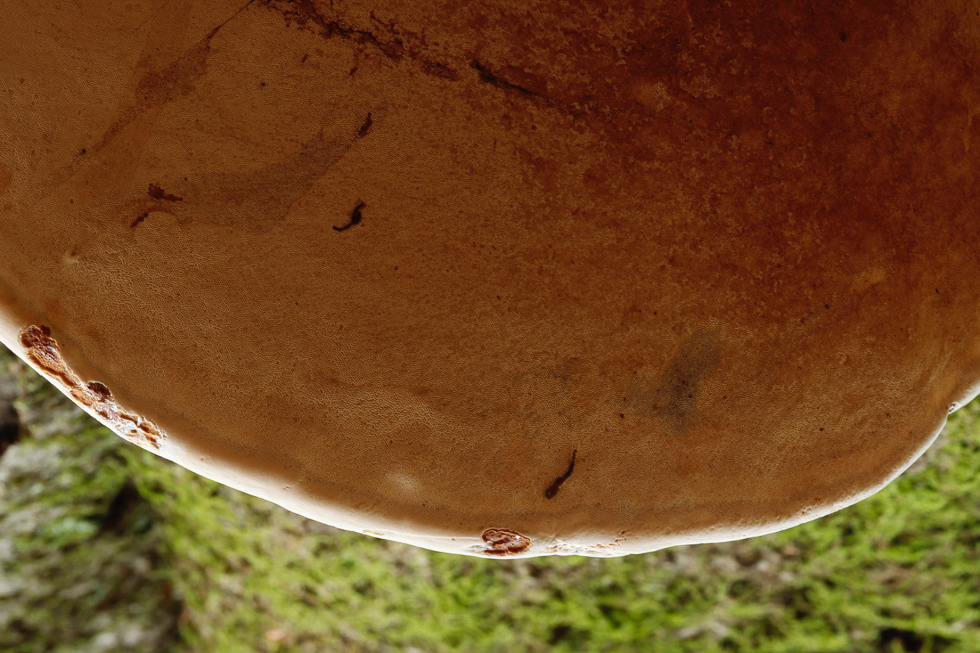 Ganoderma australe  by Paul Goby